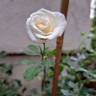 Schneeküsschen rose photo