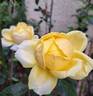 Michelangelo rose photo