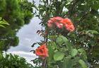 Orangerie rose photo