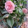 La Giralda rose photo