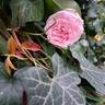 La Giralda rose photo