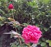Audrey Fleurot rose photo