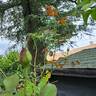 Hacienda rose photo