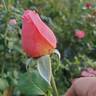 Sweet Mademoiselle ™ rose photo