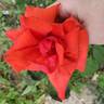 Dolly Parton rose photo