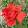 Dolly Parton rose photo