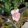 Bonica ® rose photo