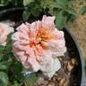 Orange Ruffels rose photo