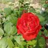 True Passion rose photo