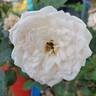 Pure Perfume ™ rose photo