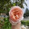 Princesse Charlène de Monaco rose photo