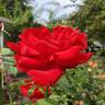 Olympiad ™ rose photo