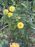 Bee Heaven™ rose photo