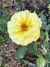 Bee Heaven™ rose photo