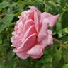 Beverly rose photo