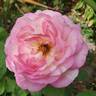 Marc Chagall ™ rose photo