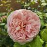 Abraham Darby rose photo