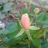 Perle d'Or rose photo