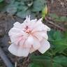 Perle d'Or rose photo