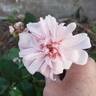 Perle d'Or rose photo