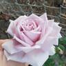 Lady X rose photo
