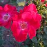 Top Gun ™ rose photo