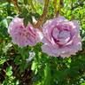 Novalis rose photo
