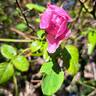 Spirit of Freedom rose photo