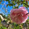 Spirit of Freedom rose photo