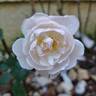 Desdemona rose photo