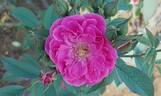 Asta von Parpart rose photo