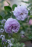 Rainy Blue rose photo
