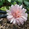 Perle d'Or rose photo