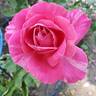 Candy Stripe rose photo