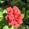 Hot Cocoa ™ rose photo