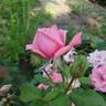 Gene Boerner rose photo