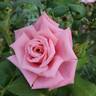 Gene Boerner rose photo
