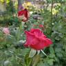 Lasting Love rose photo