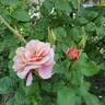 Distant Drums rose photo