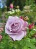 Novalis rose photo