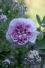 Rainy Blue rose photo