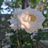Schneeküsschen rose photo