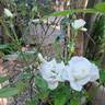 Schneeküsschen rose photo
