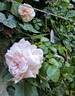La Giralda rose photo
