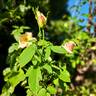 Paul Ricard ® rose photo
