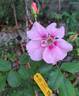 See You in Pink ® rose photo