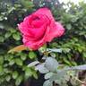 Audrey Fleurot rose photo