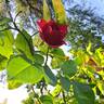Ruban Rouge rose photo