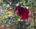 Kazatchok ® rose photo