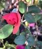 Elaine Paige™ rose photo